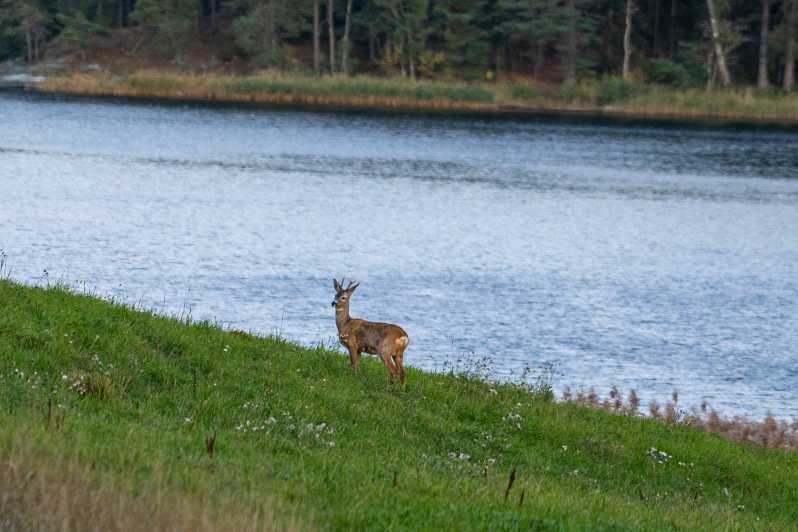 Stockholm: Wildlife Safari - A five-hour search by van and on foot