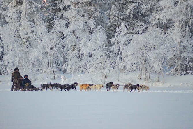 Sunrise Zen Husky Tour (10:00 to 13:00 - sitting on the sled) - Feeding the team and warming by the fire
