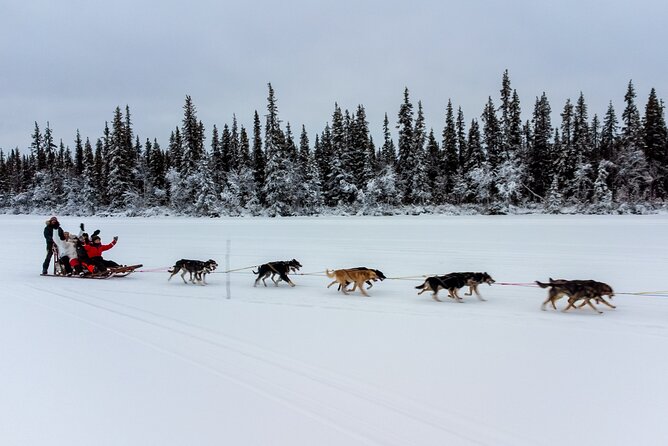 Sunrise Zen Husky Tour (10:00 to 13:00 - sitting on the sled) - What the $264.52 price includes