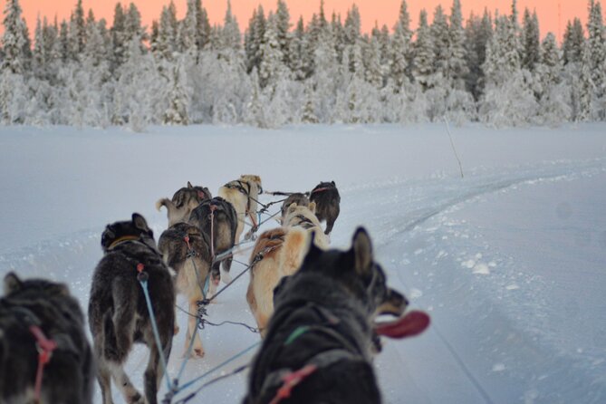 Sunrise Zen Husky Tour (10:00 to 13:00 - sitting on the sled) - Booking details that can save you trouble