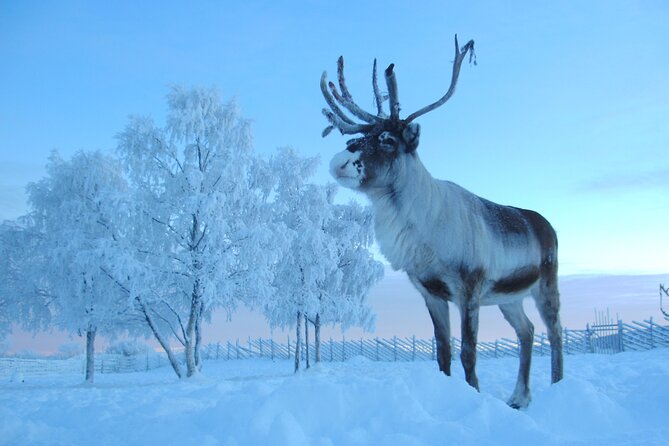 Visit the Sami and Reindeer in a Day Trip from Abisko - From Abisko to Jukkasjärvi by road