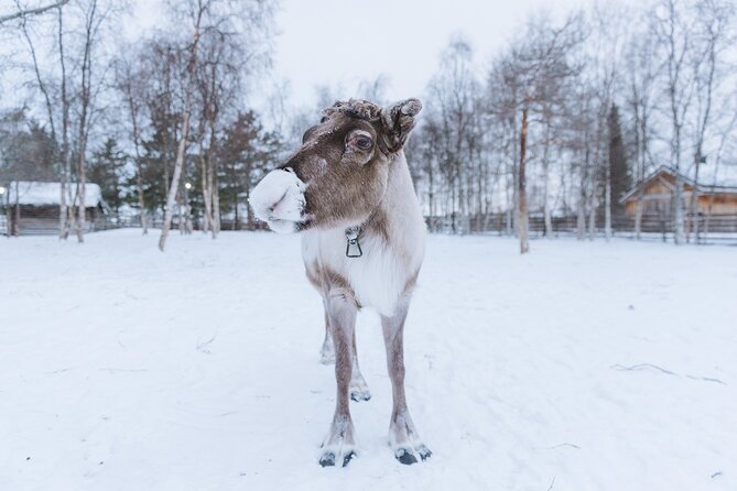 Visit the Sami and Reindeer in a Day Trip from Abisko - Is $169.60 a fair price?