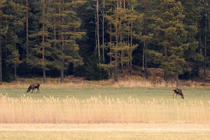 Wolf and Wildlife Tracking in Sweden - Reading wolf country near Stockholm
