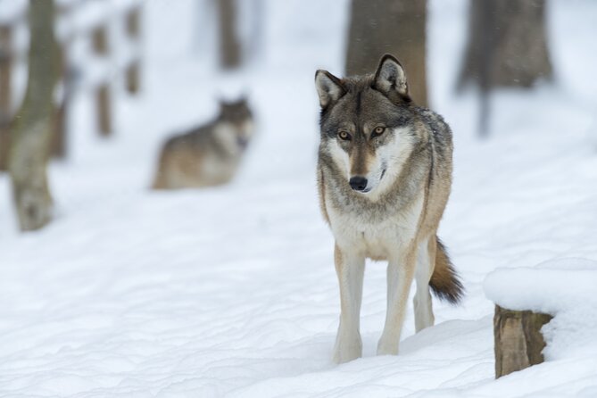 Wolf and Wildlife Tracking in Sweden - The hilltop howl and the chance of an answer