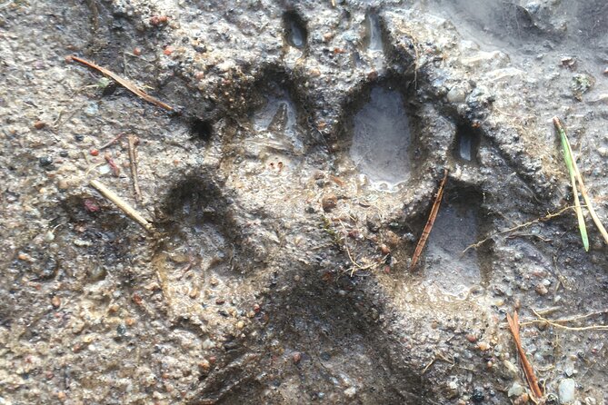 Wolf and Wildlife Tracking in Sweden - Lunch by the fire, with useful equipment