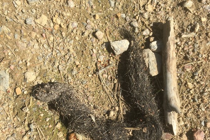 Wolf and Wildlife Tracking in Sweden - What $215.95 buys you