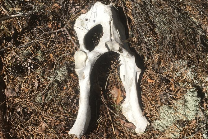 Wolf and Wildlife Tracking in Sweden - Meeting point and the eight-hour commitment