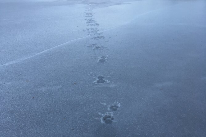 Wolf and Wildlife Tracking in Sweden - Who will enjoy this most